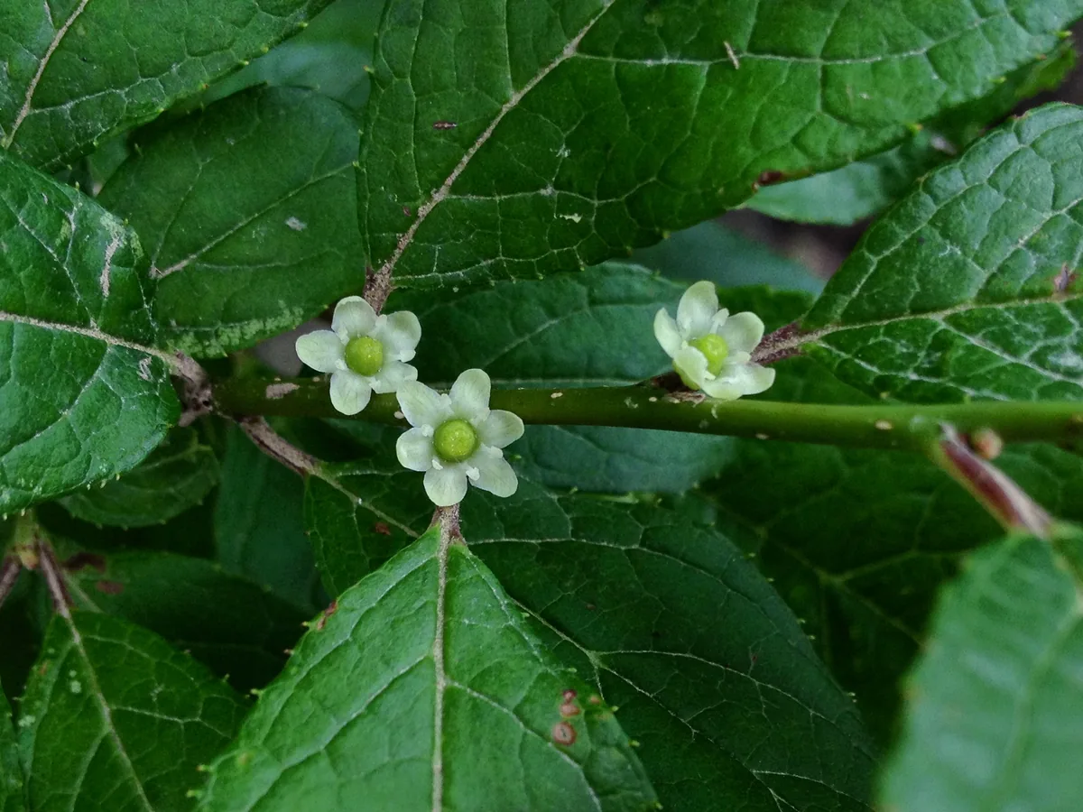 Winterberry (Ilex verticillata), photograph