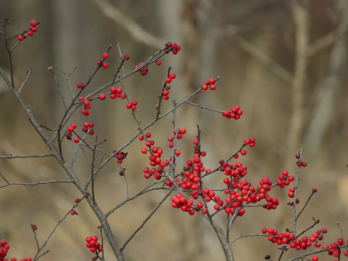 Winterberry (Ilex verticillata), photograph