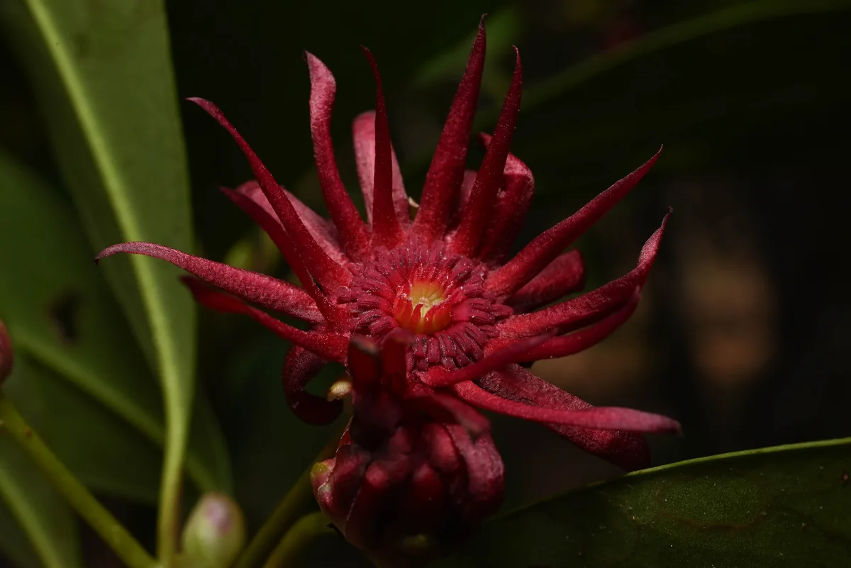 Florida Anise (Illicium floridanum), photograph