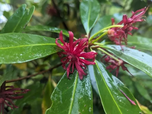 Florida Anise (Illicium floridanum), photograph