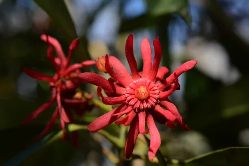 Photo: (c) Siddarth Machado, some rights reserved · CC BY · via iNaturalist Florida anise (Illicium floridanum), photograph
