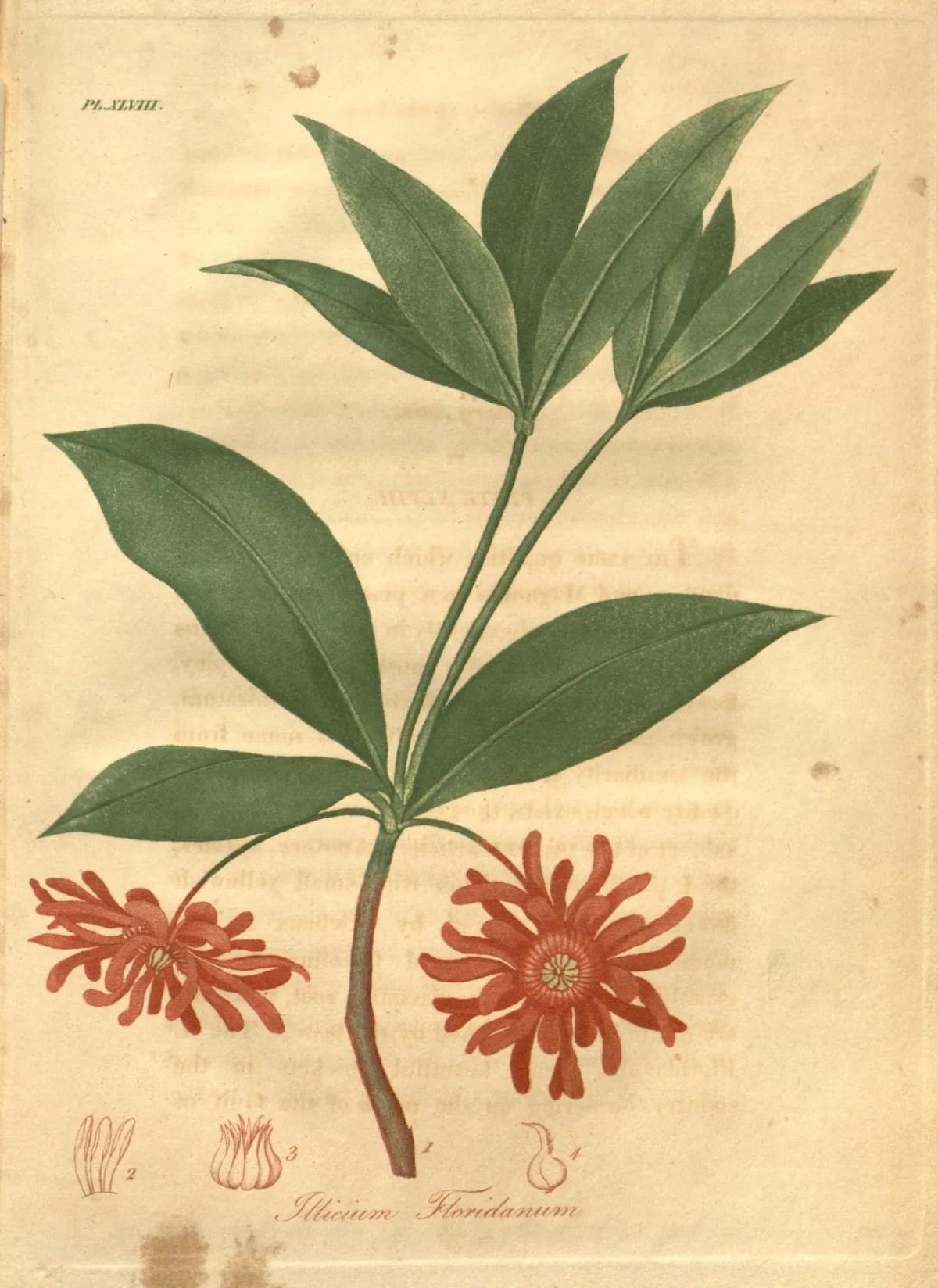 Florida Anise (Illicium floridanum), botanical illustration