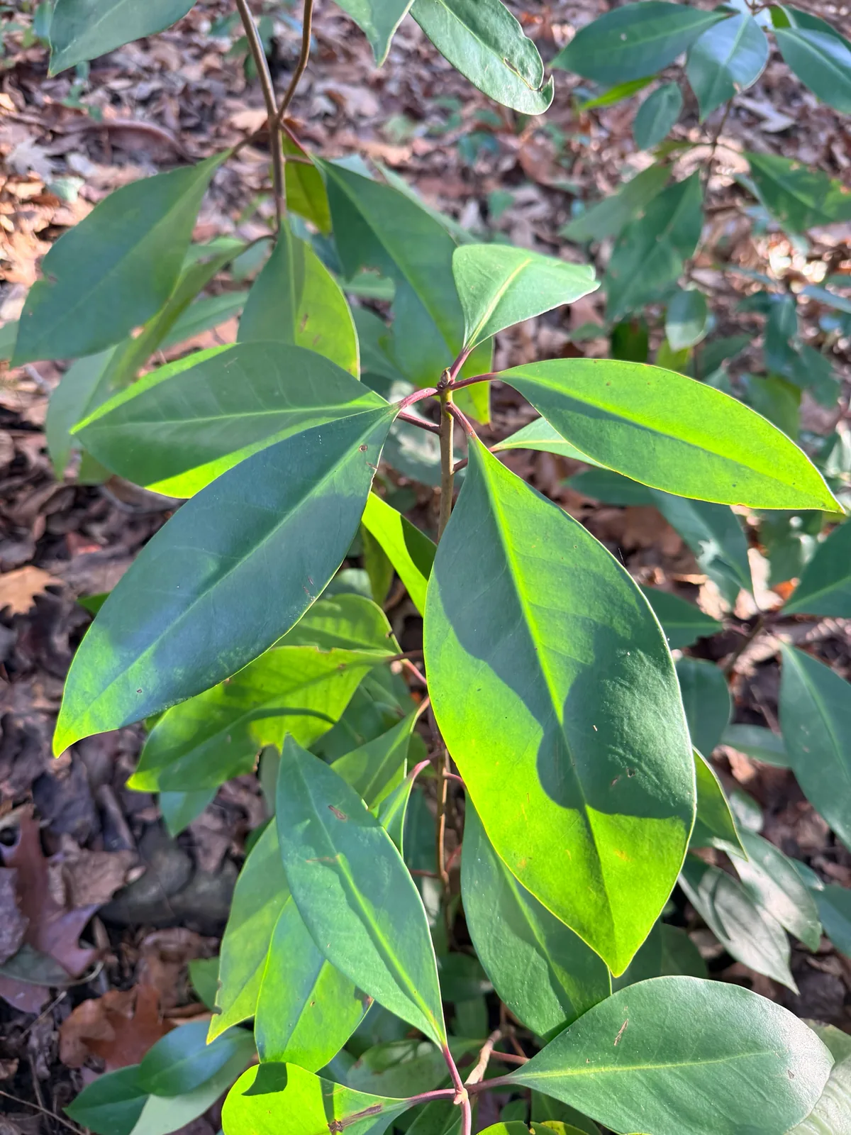 Florida Anise (Illicium floridanum), photograph