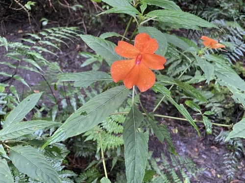 New Guinea Impatiens (Impatiens hawkeri), photograph