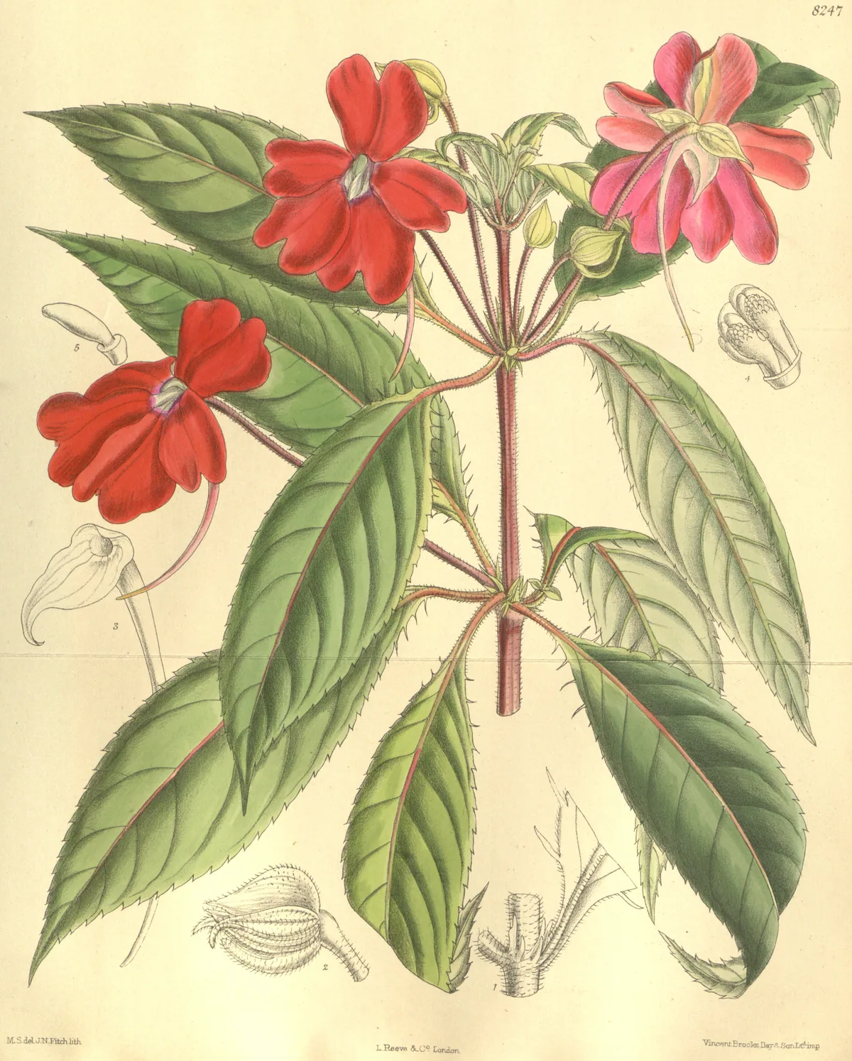 New Guinea Impatiens (Impatiens hawkeri), botanical illustration