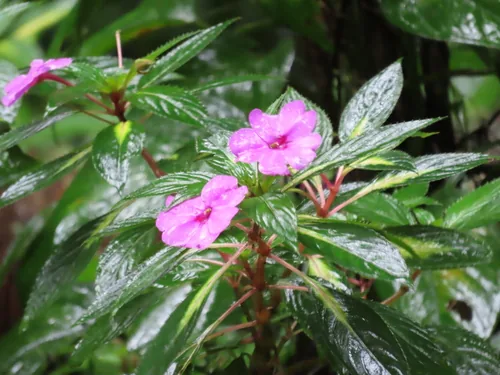 Photo: (c) Florencia Grattarola, some rights reserved · CC BY · via iNaturalist New Guinea impatiens (Impatiens hawkeri), photograph