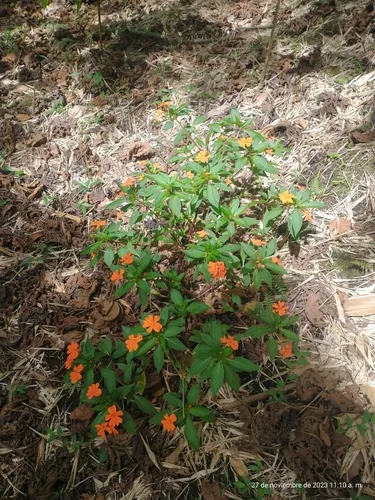 Photo: (c) Juan Cruzado Cortés, some rights reserved (CC BY) · cc-by · via iNaturalist New Guinea Impatiens (Impatiens hawkeri), photograph