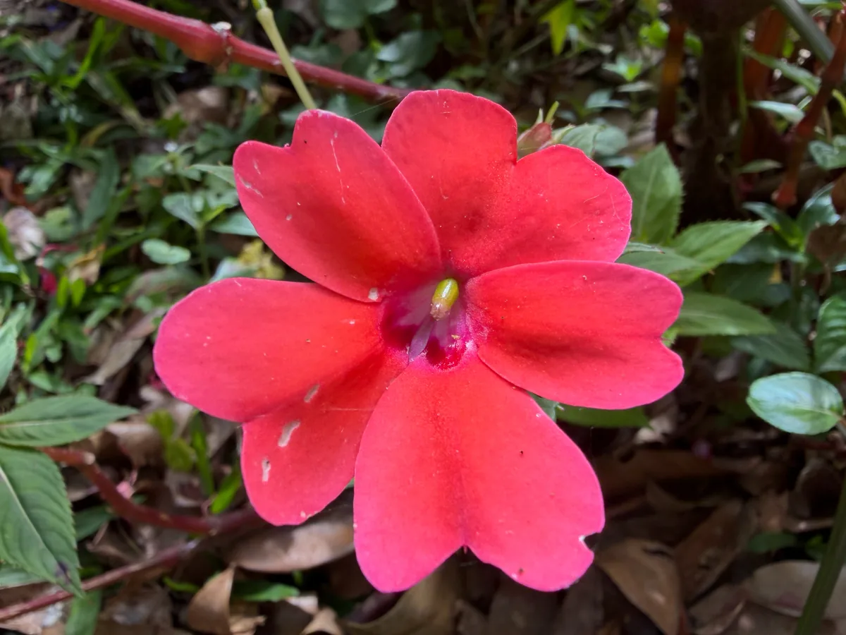New Guinea Impatiens (Impatiens hawkeri), photograph