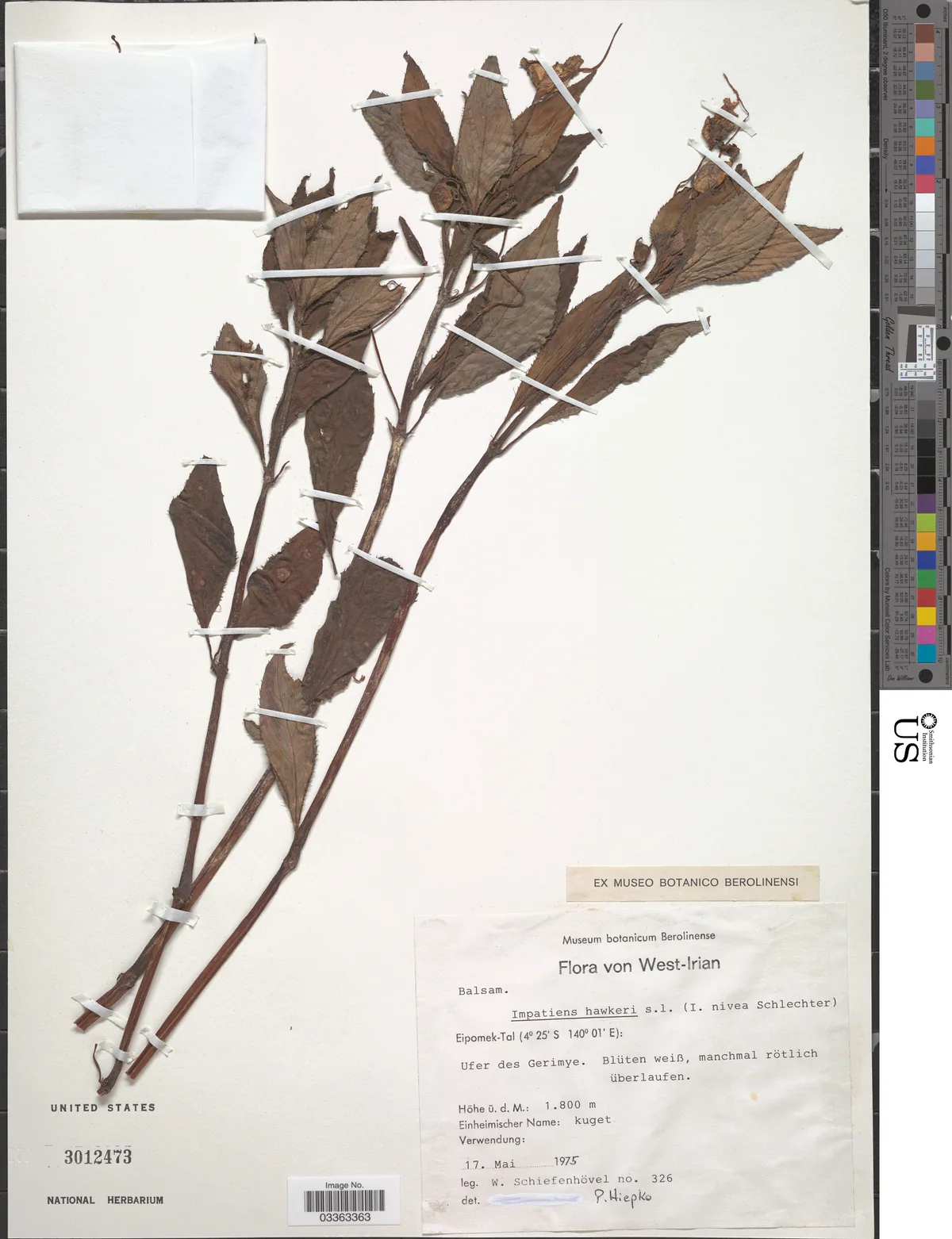 New Guinea Impatiens (Impatiens hawkeri), photograph