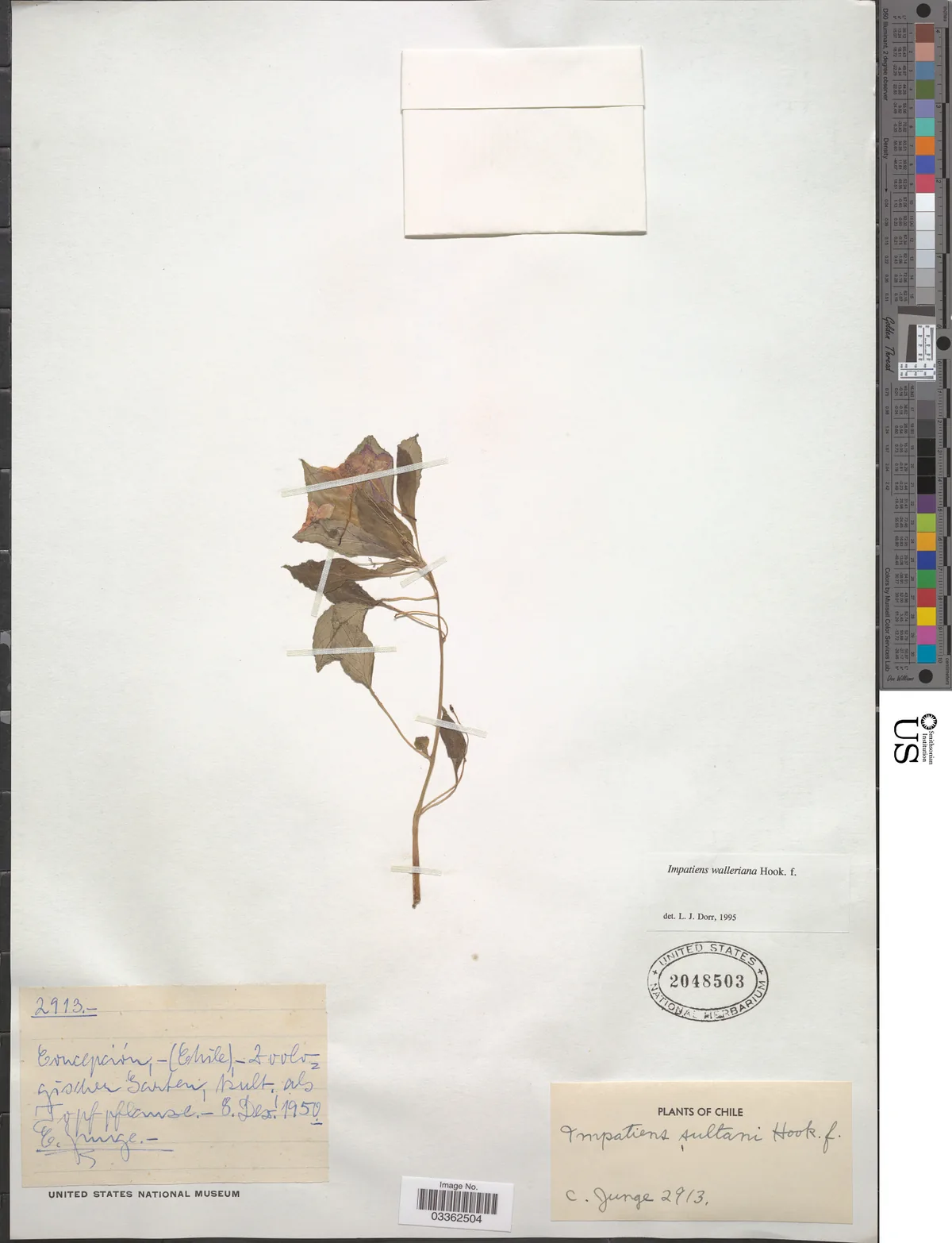 Impatiens (Impatiens walleriana), photograph