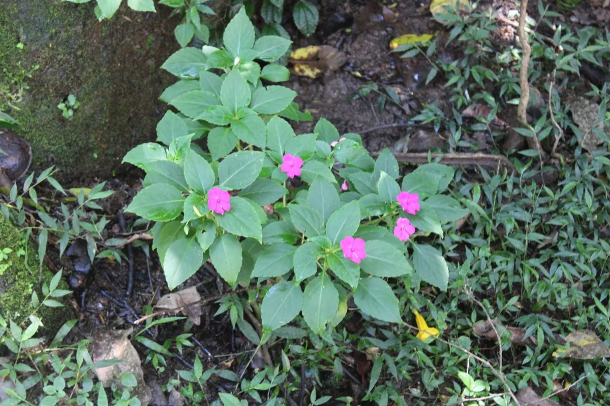 Impatiens (Impatiens walleriana), photograph