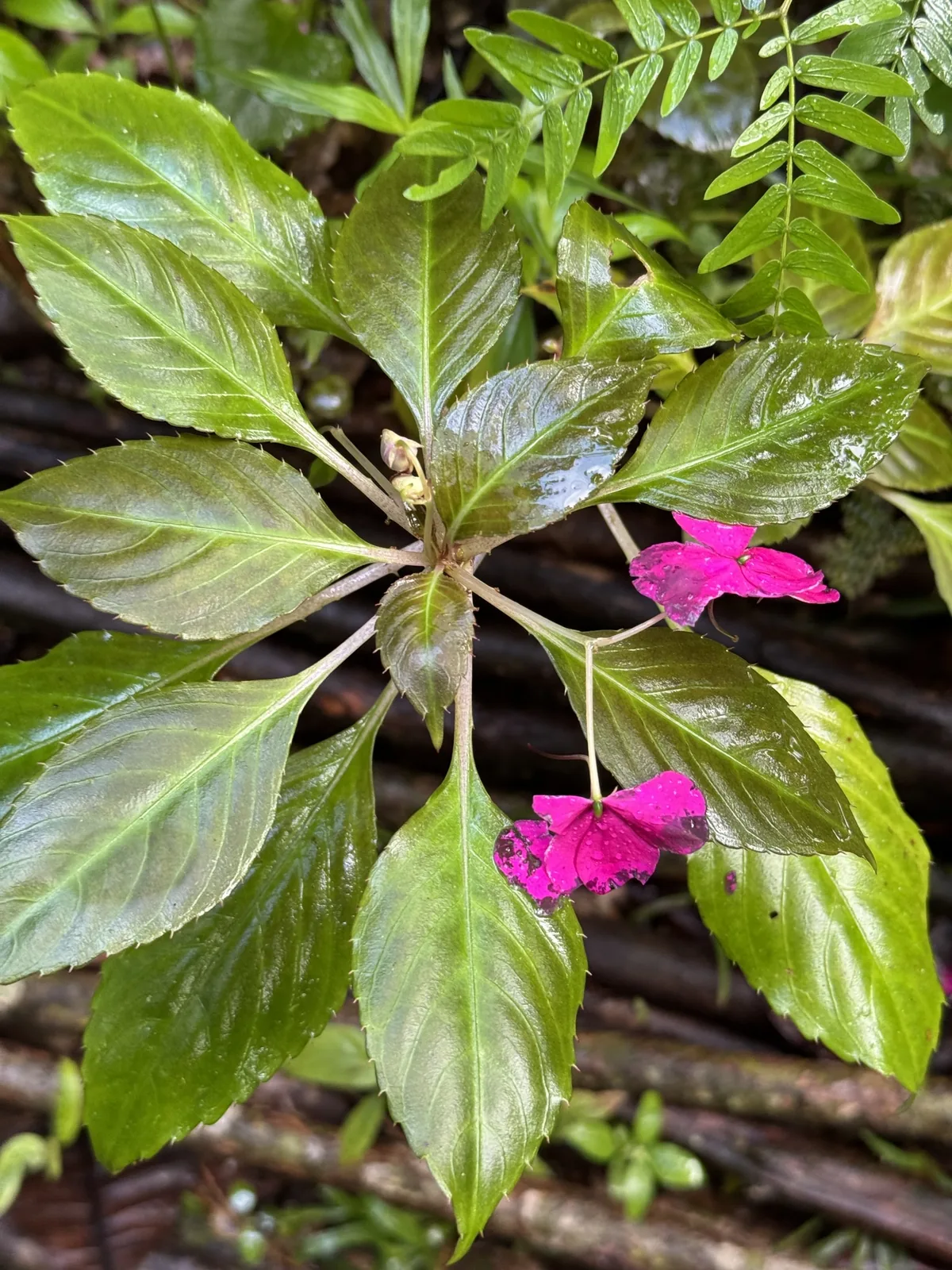 Impatiens (Impatiens walleriana), photograph