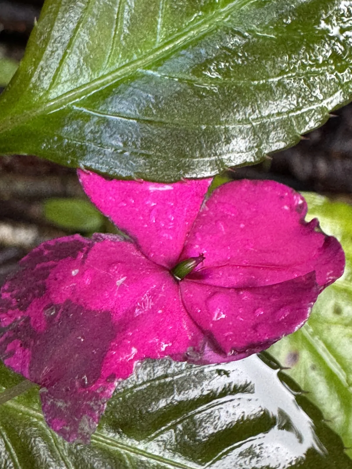 Photo: chrisdt, via iNaturalist · CC BY · via GBIF impatiens (Impatiens walleriana), photograph
