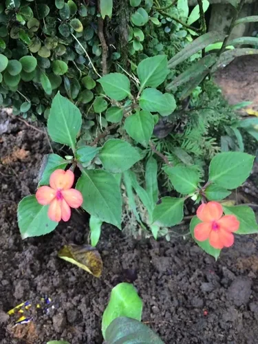Impatiens (Impatiens walleriana), photograph