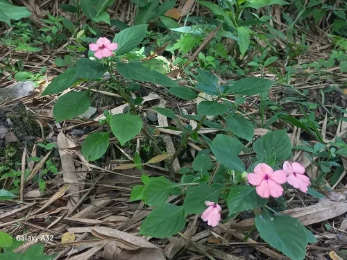 Photo: (c) Samuel Zuluaga, some rights reserved (CC BY) · cc-by · via iNaturalist Impatiens (Impatiens walleriana), photograph