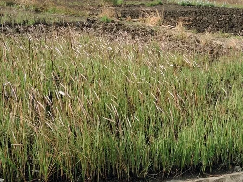 cogon grass (Imperata cylindrica), photograph