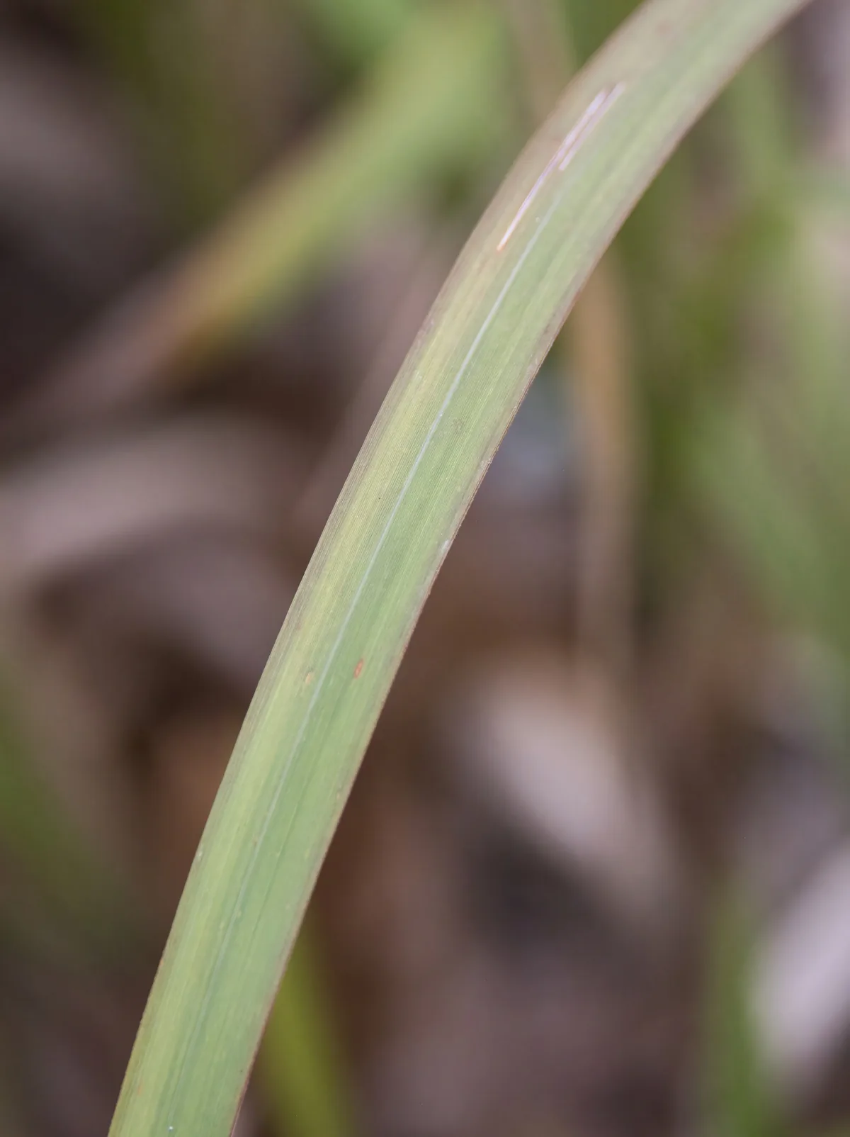 cogon grass (Imperata cylindrica), photograph