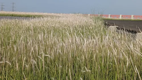 cogon grass (Imperata cylindrica), photograph
