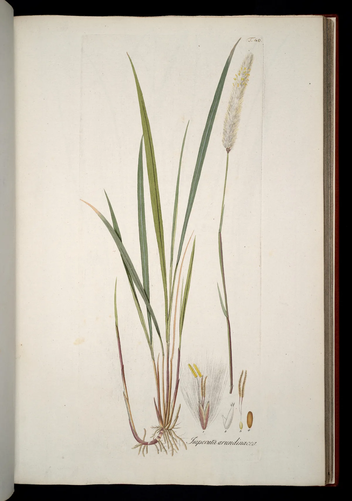 cogon grass (Imperata cylindrica), botanical illustration
