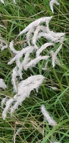 Photo: (c) 蜻蜓, some rights reserved · CC BY · via iNaturalist cogon grass (Imperata cylindrica), photograph