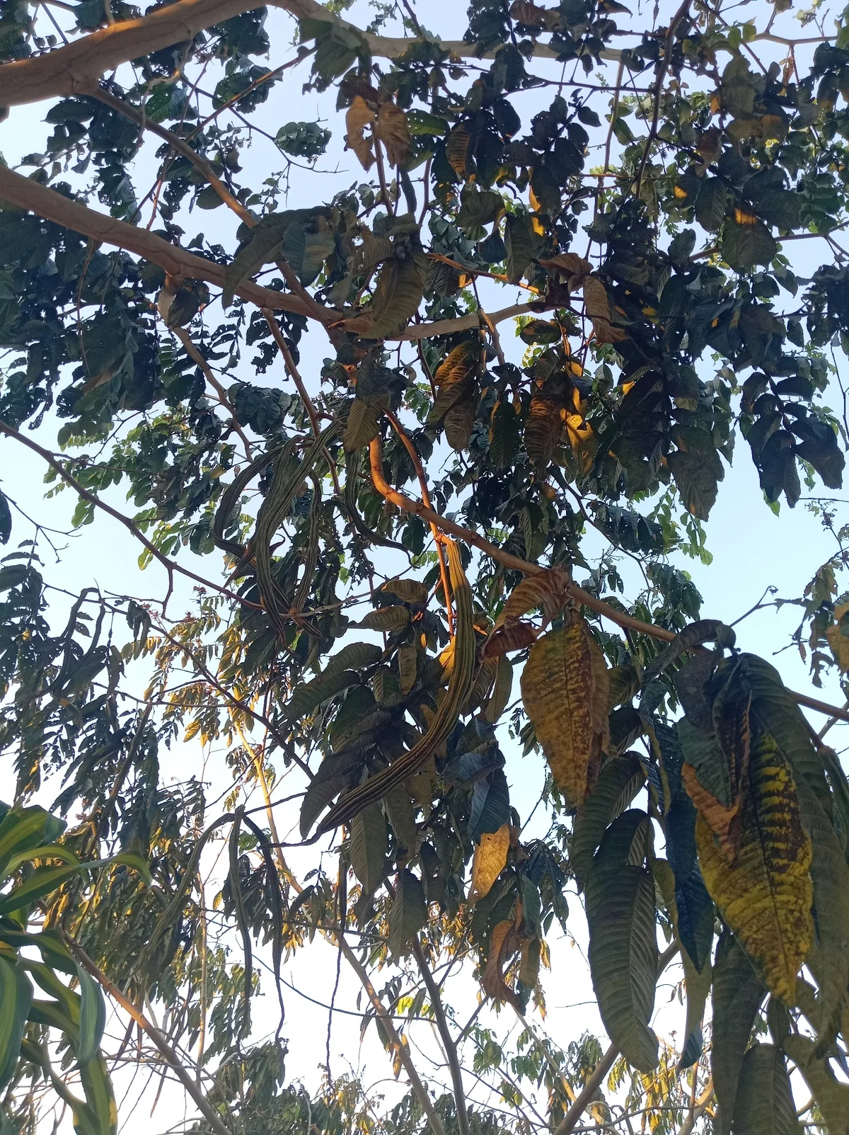 Food Inga (Inga edulis), photograph