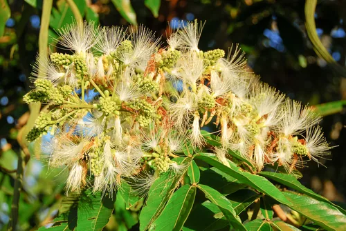Food Inga (Inga edulis), photograph