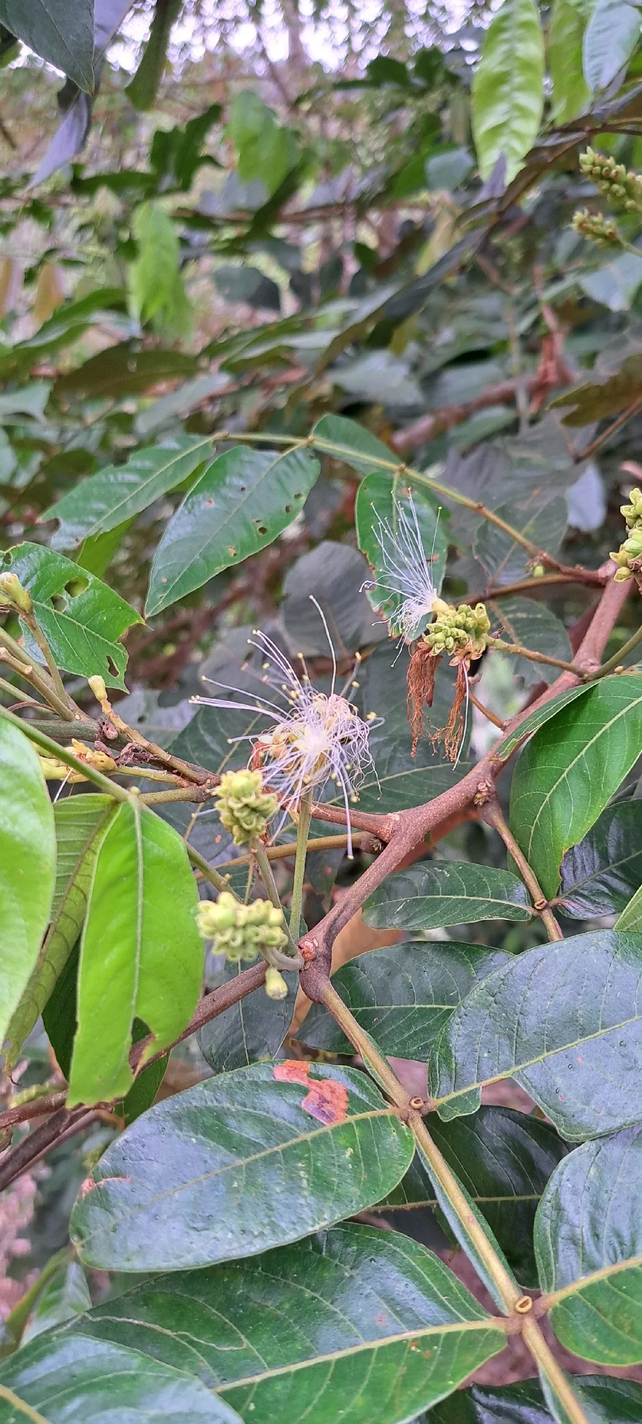 Food Inga (Inga edulis), photograph