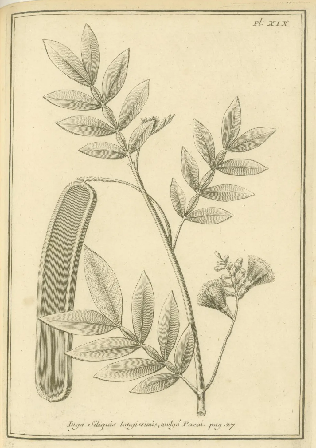 Food Inga (Inga edulis), botanical illustration