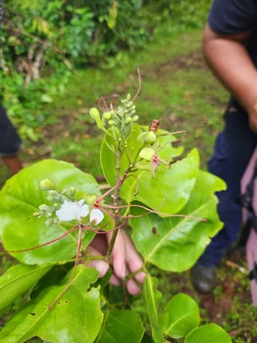 Photo: (c) Shelomi Doyle, some rights reserved · CC BY · via iNaturalist u'ula (Intsia bijuga), photograph