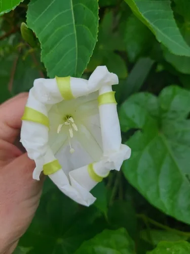 Moonflower (Ipomoea alba), photograph