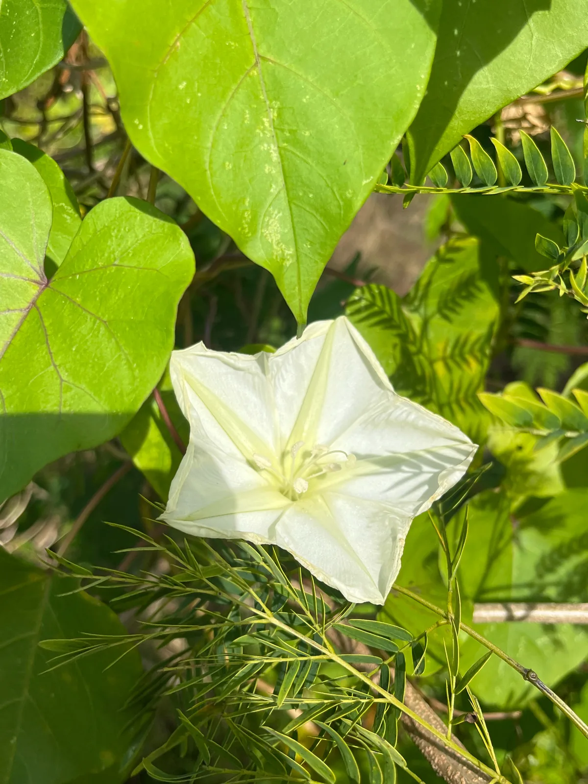 Photo: naturedom12, via iNaturalist · CC0 · via GBIF moonflower (Ipomoea alba), photograph