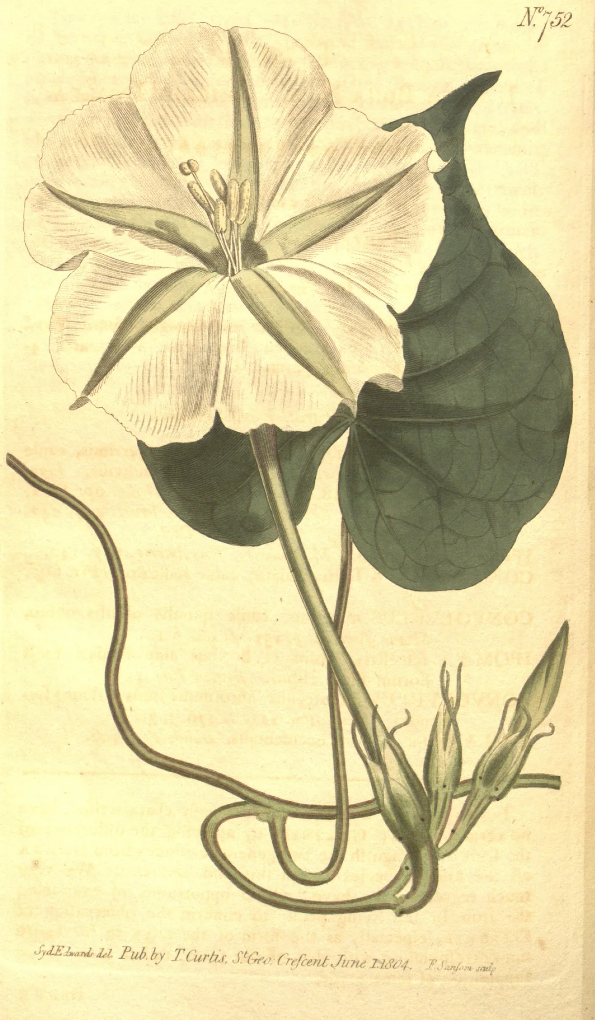 Moonflower (Ipomoea alba), botanical illustration