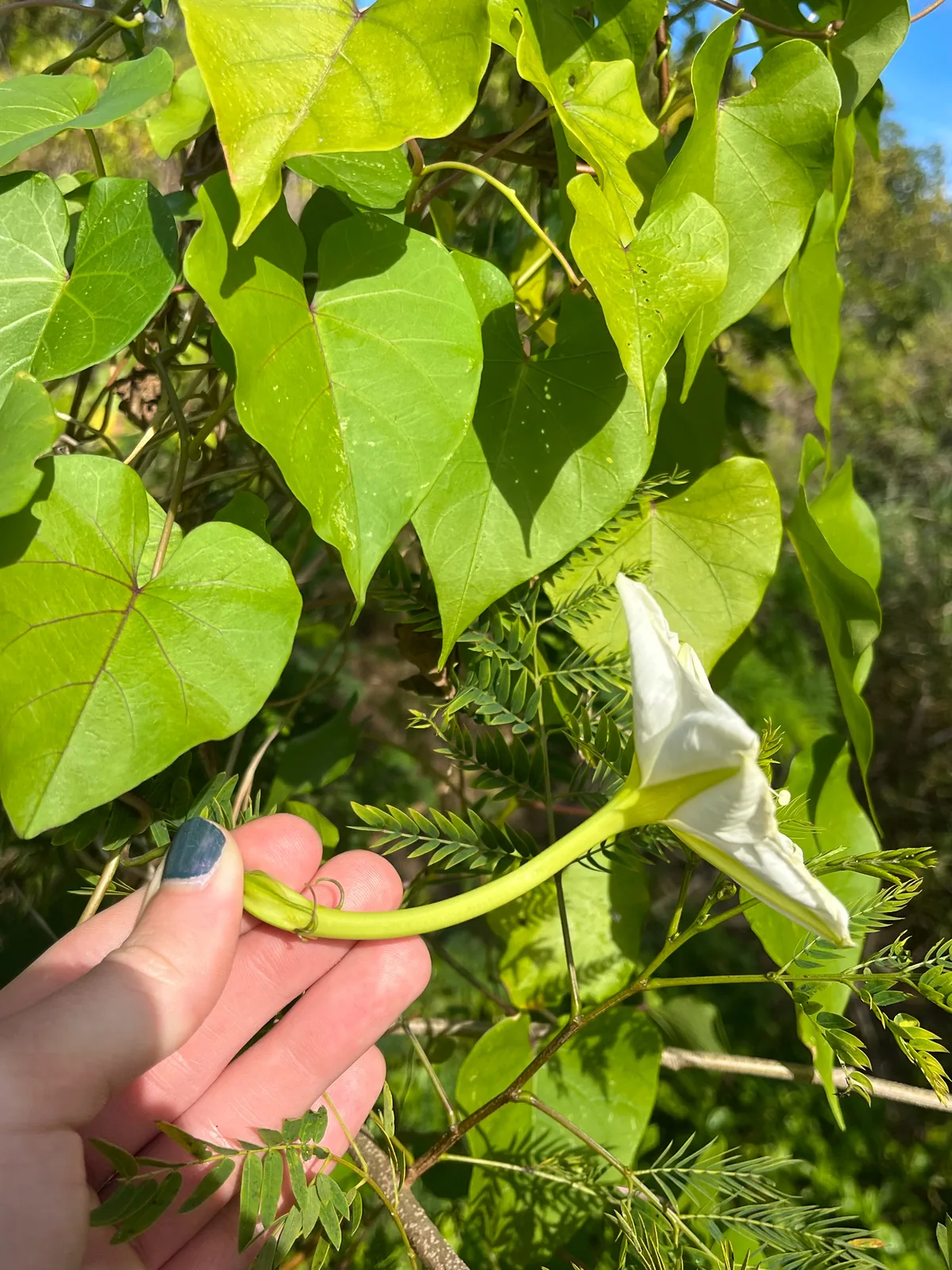 Moonflower (Ipomoea alba), photograph