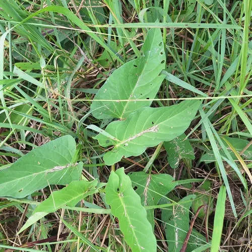 Kangkong (Ipomoea aquatica), photograph
