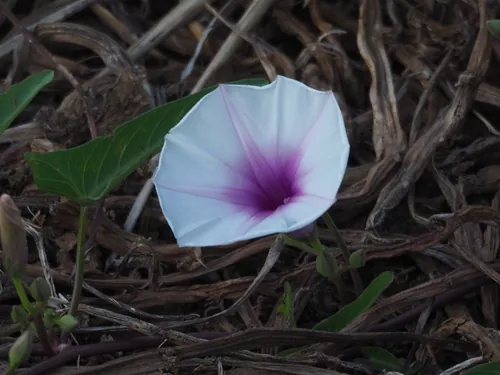 Kangkong (Ipomoea aquatica), photograph