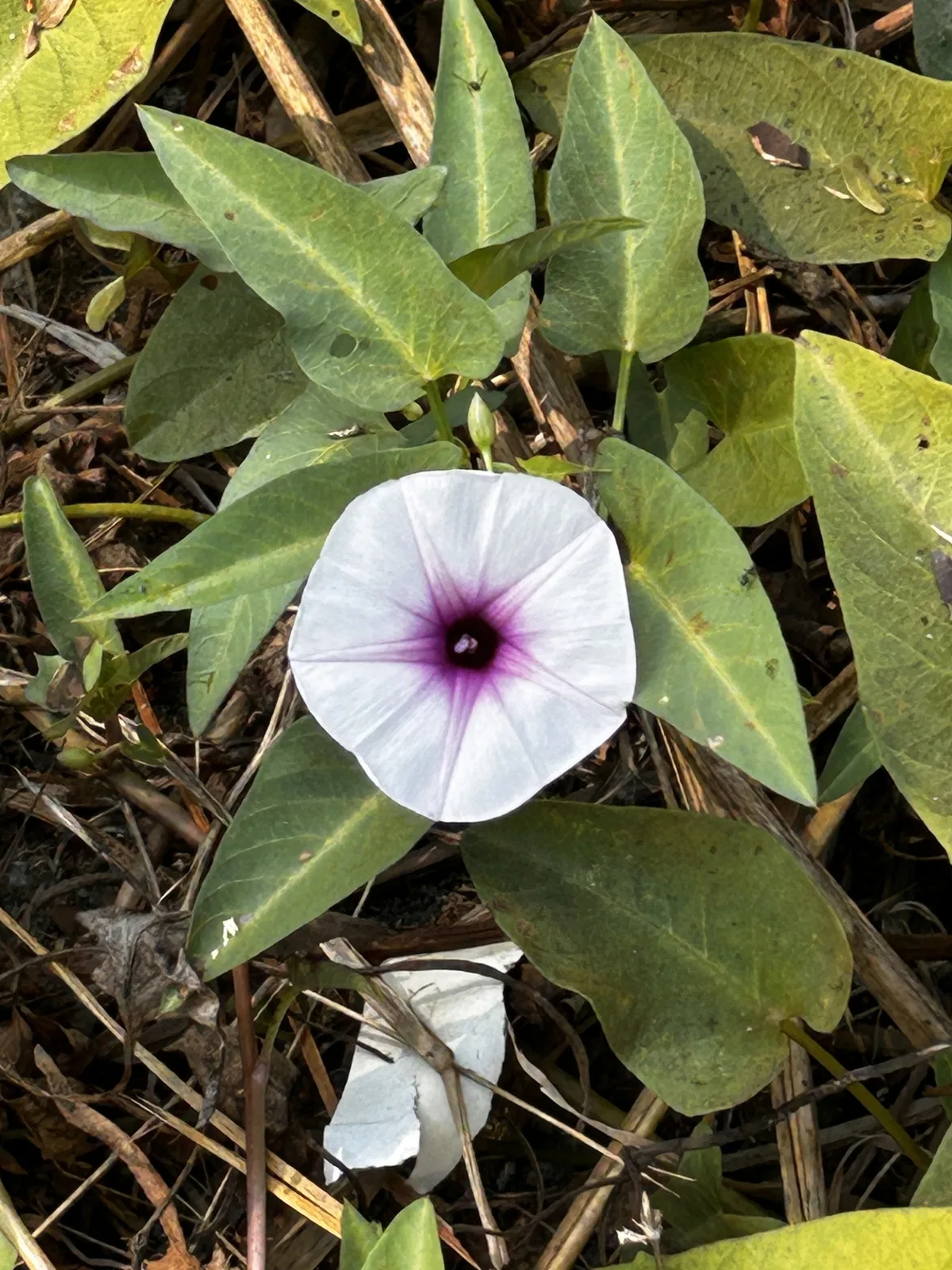 Kangkong (Ipomoea aquatica), photograph