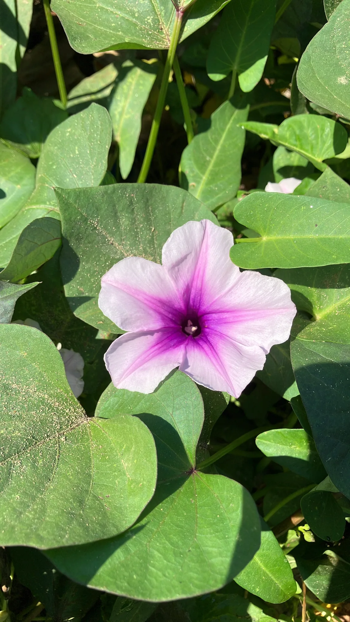 Kangkong (Ipomoea aquatica), photograph