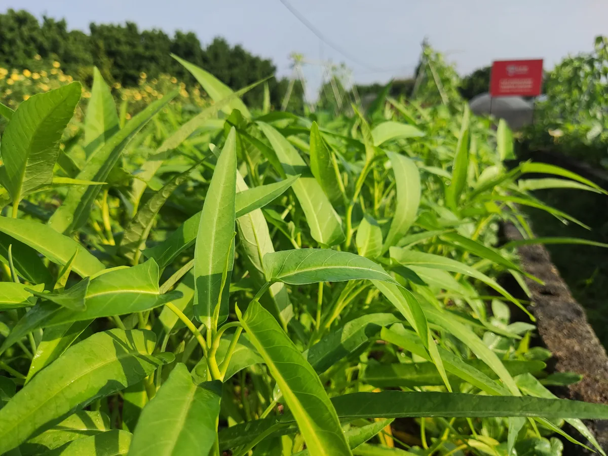 Photo: Wee Hong, , via Wikimedia Commons · CC BY-SA 4.0 · via Wikimedia Commons kangkong (Ipomoea aquatica), photograph