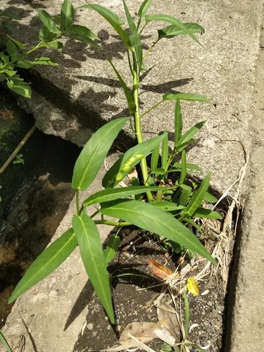 Photo: (c) Greg III Espera, some rights reserved (CC BY) · cc-by · via iNaturalist Kangkong (Ipomoea aquatica), photograph