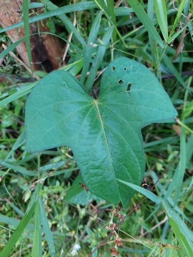 sweet potato (Ipomoea batatas), photograph