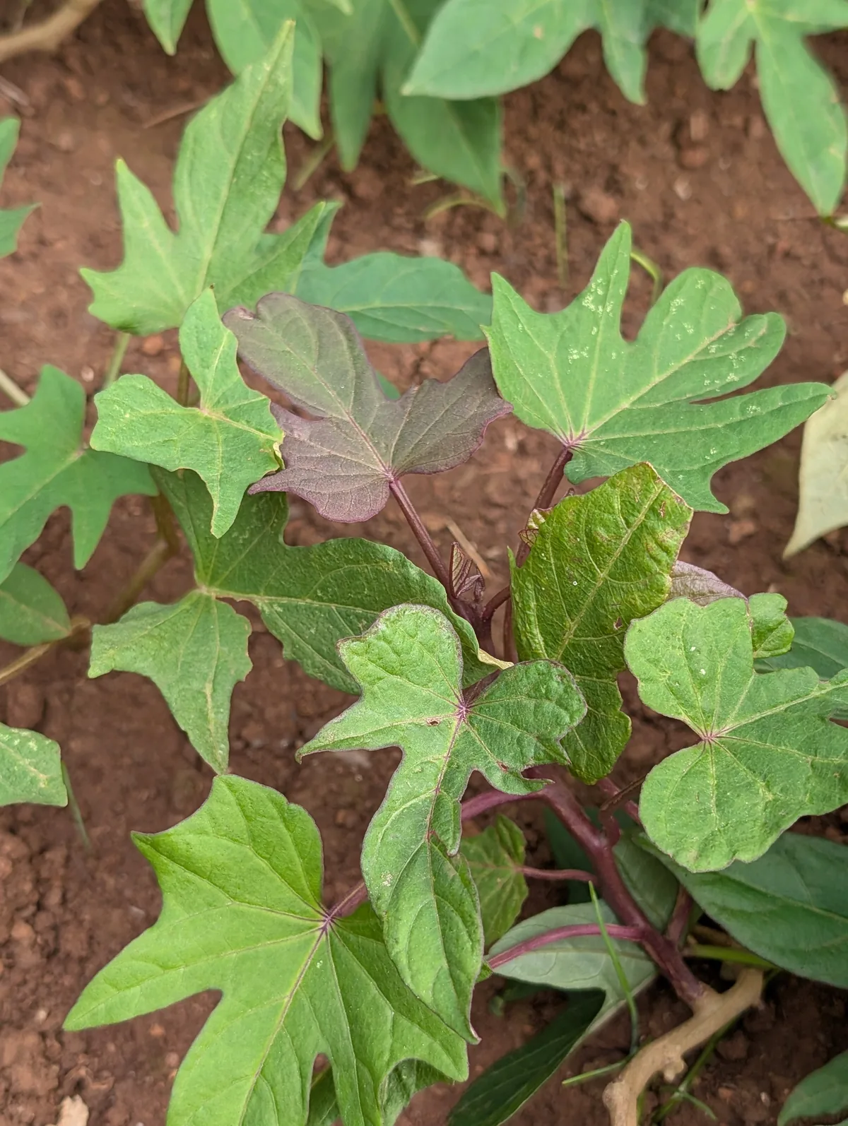 sweet potato (Ipomoea batatas), photograph