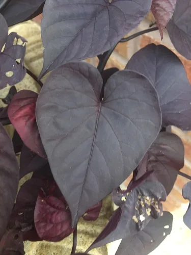 Photo: (c) winterfamily, some rights reserved (CC BY) · cc-by · via iNaturalist sweet potato (Ipomoea batatas), photograph
