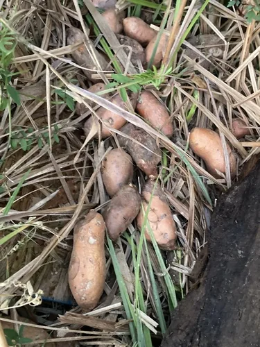 sweet potato (Ipomoea batatas), photograph