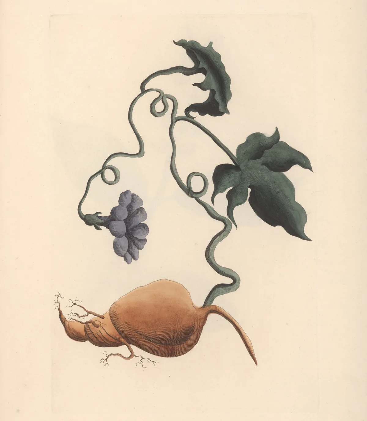 sweet potato (Ipomoea batatas), botanical illustration