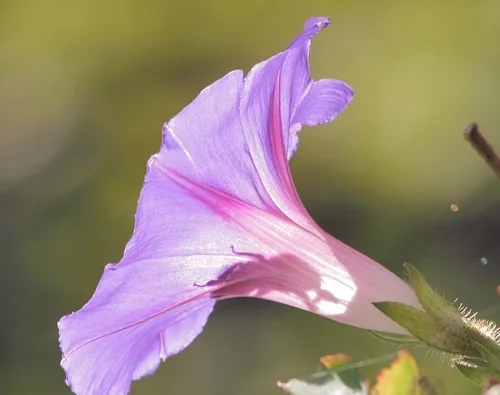 morning glory (Ipomoea purpurea), photograph