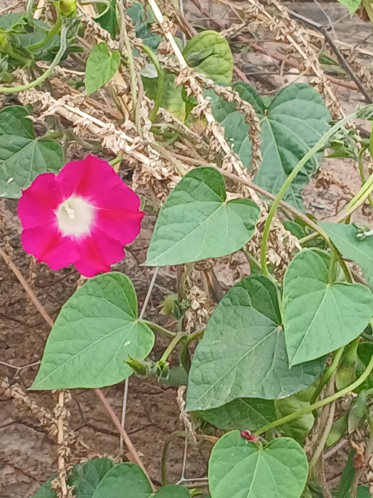 morning glory (Ipomoea purpurea), photograph