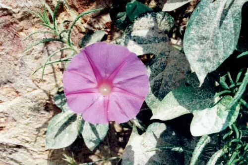morning glory (Ipomoea purpurea), photograph
