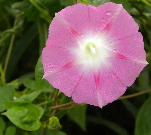 Photo: (c) M. Whitson, some rights reserved · CC BY · via iNaturalist morning glory (Ipomoea purpurea), photograph