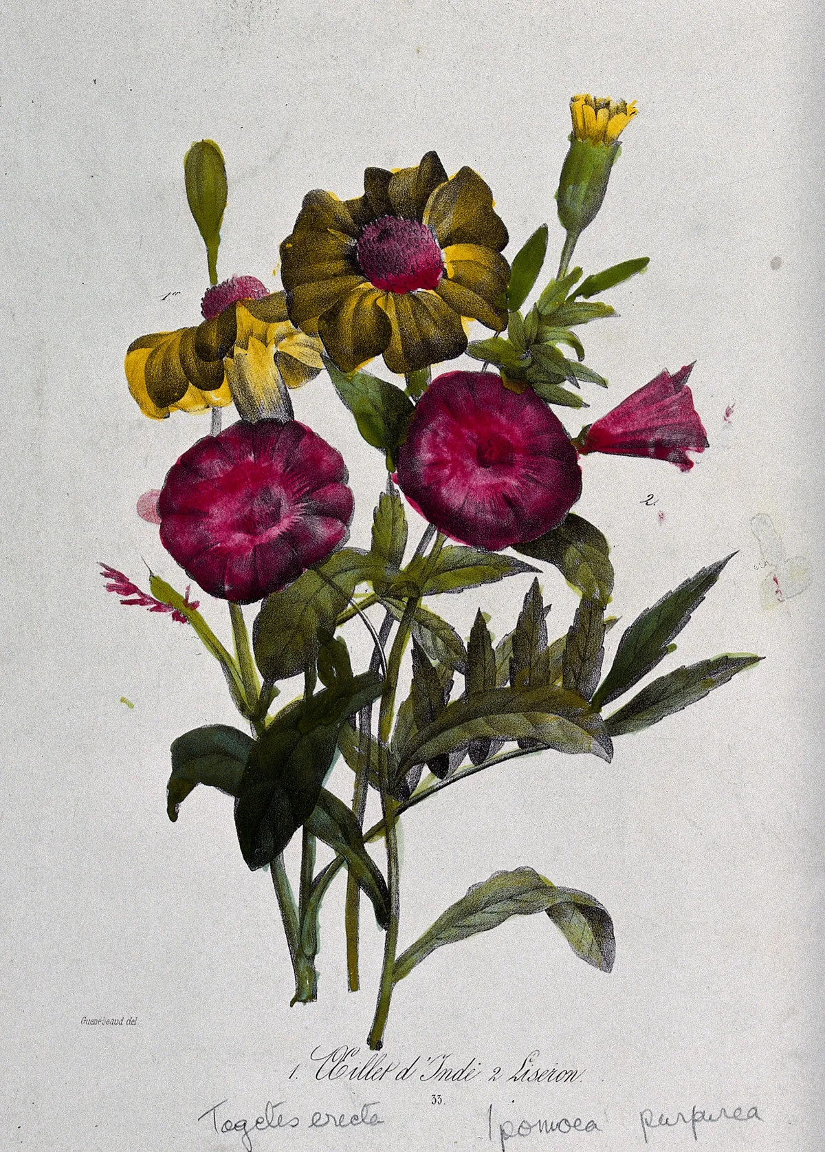 Marigold (Tagetes erecta), botanical illustration
