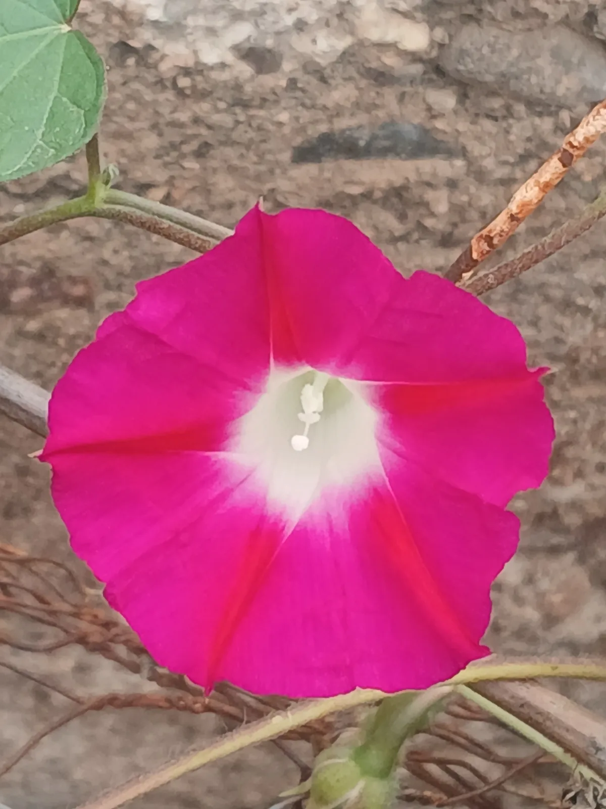 morning glory (Ipomoea purpurea), photograph